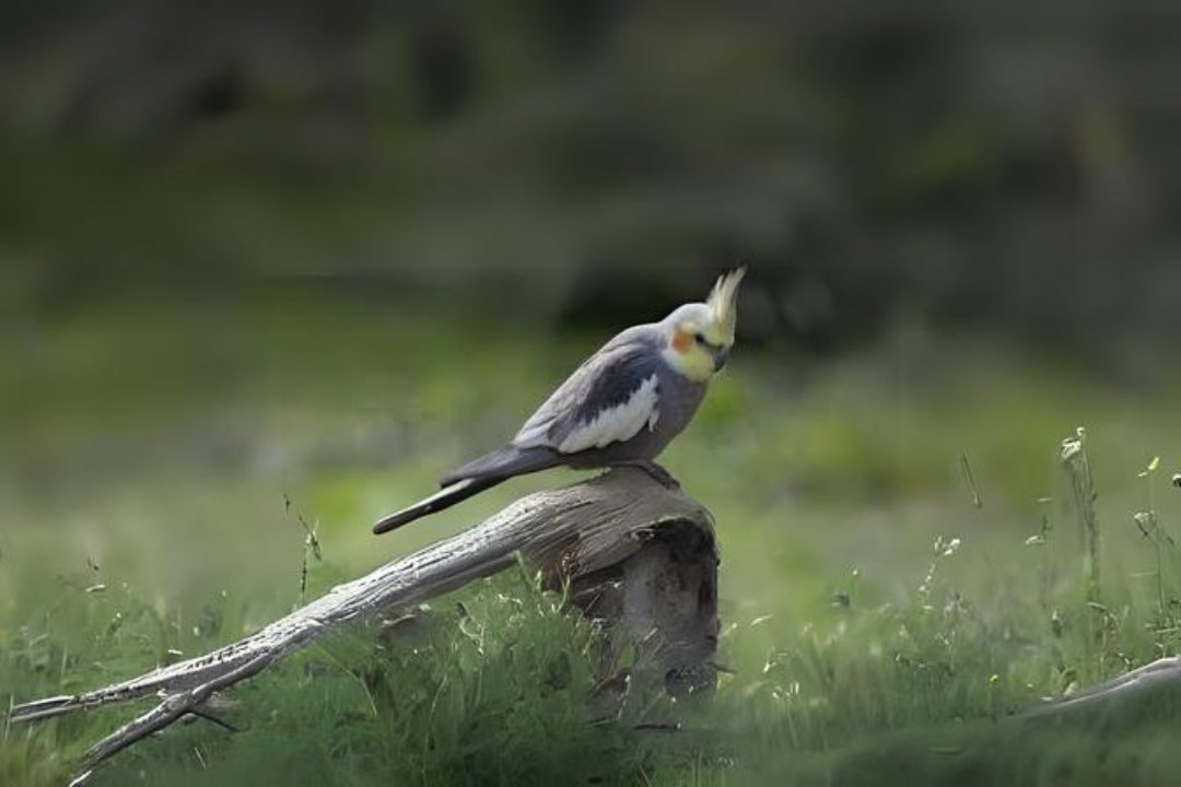 Fig parrot