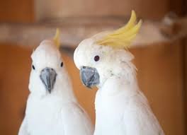 10 best Cockatoos Parrot