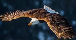 eagle