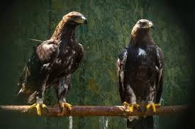  golden eagle