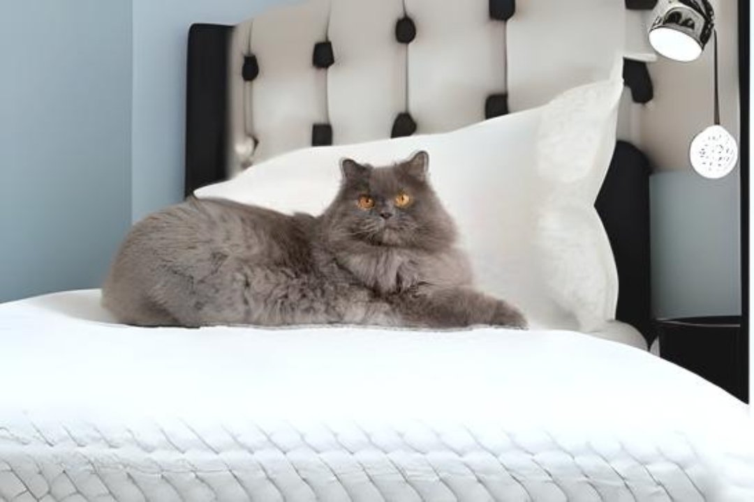 10 best Persian cat