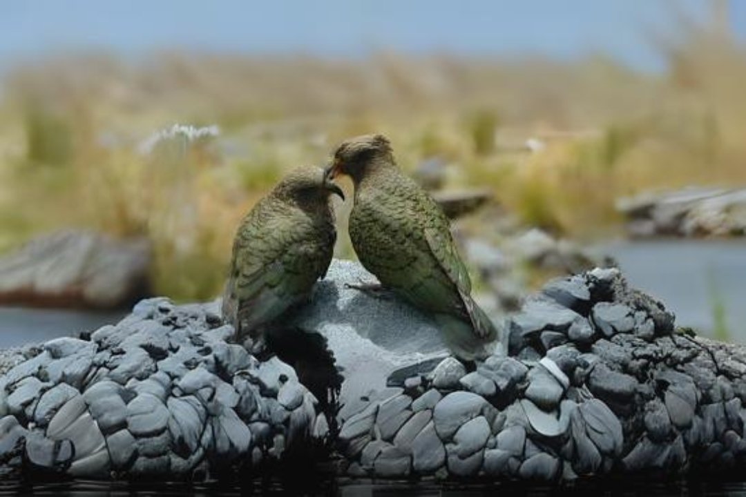 Strigopidae Parrot