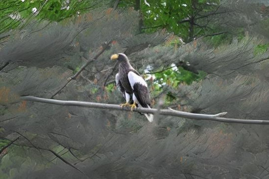 10 best Crowned eagle