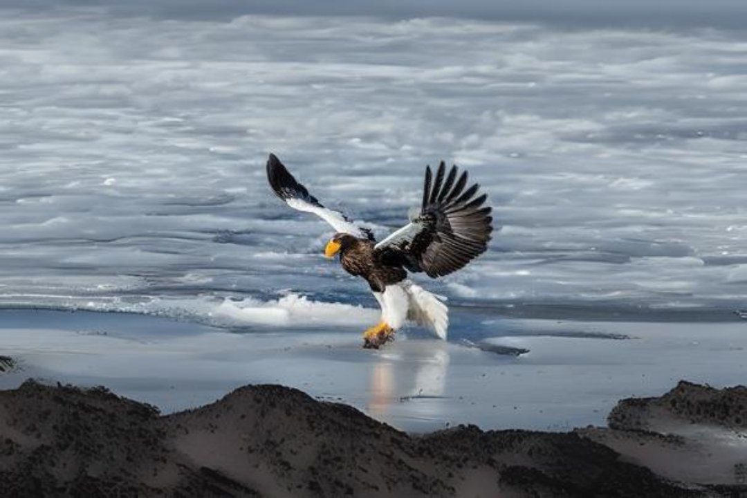 10 best Steller's sea eagle