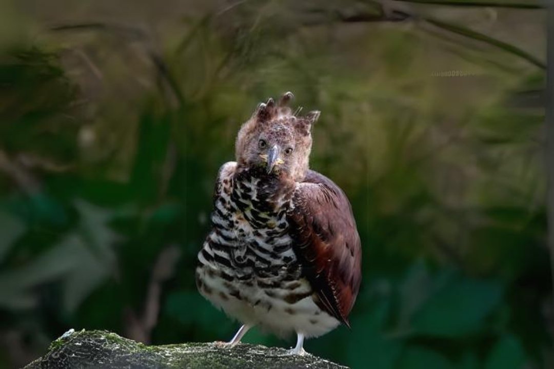 10 best Crowned eagle