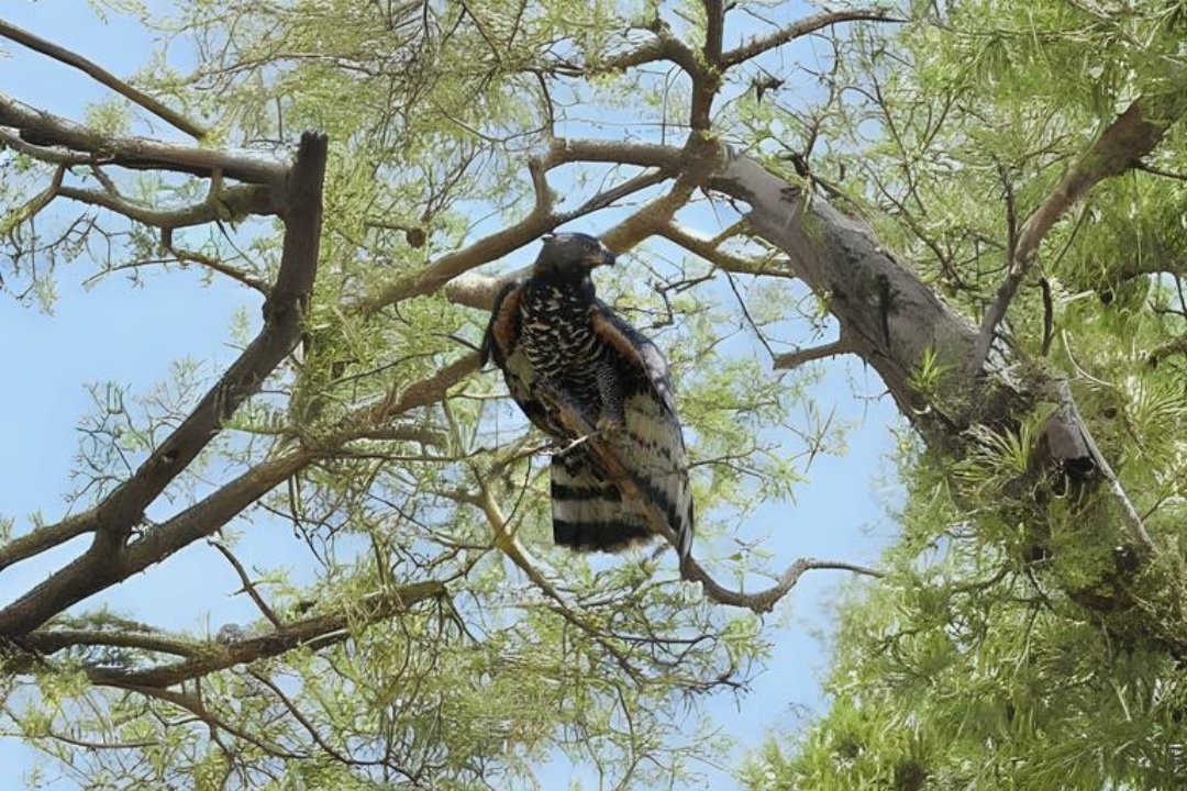 Crowned eagle