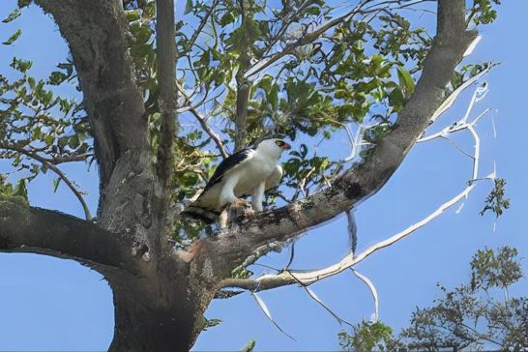 Spizaetus eagle