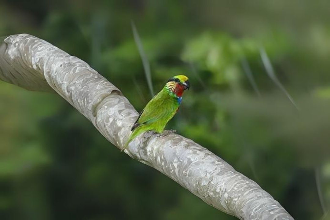 10 best  Rainbow lorikeet Parrot