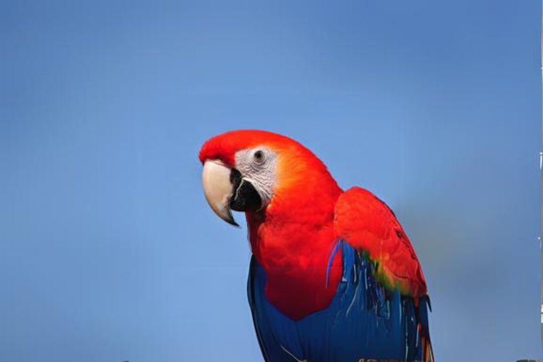 10 best True Parrot 