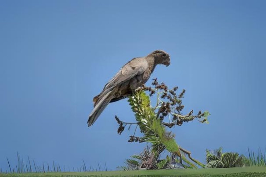 10 best Fig parrot