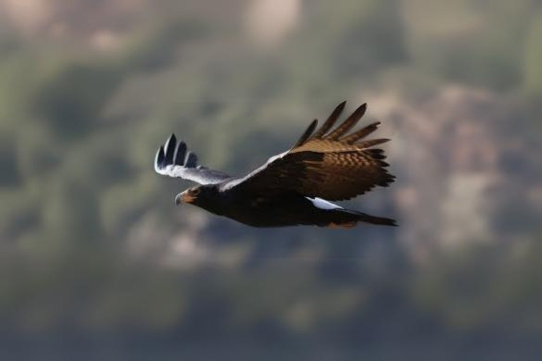 Eagle