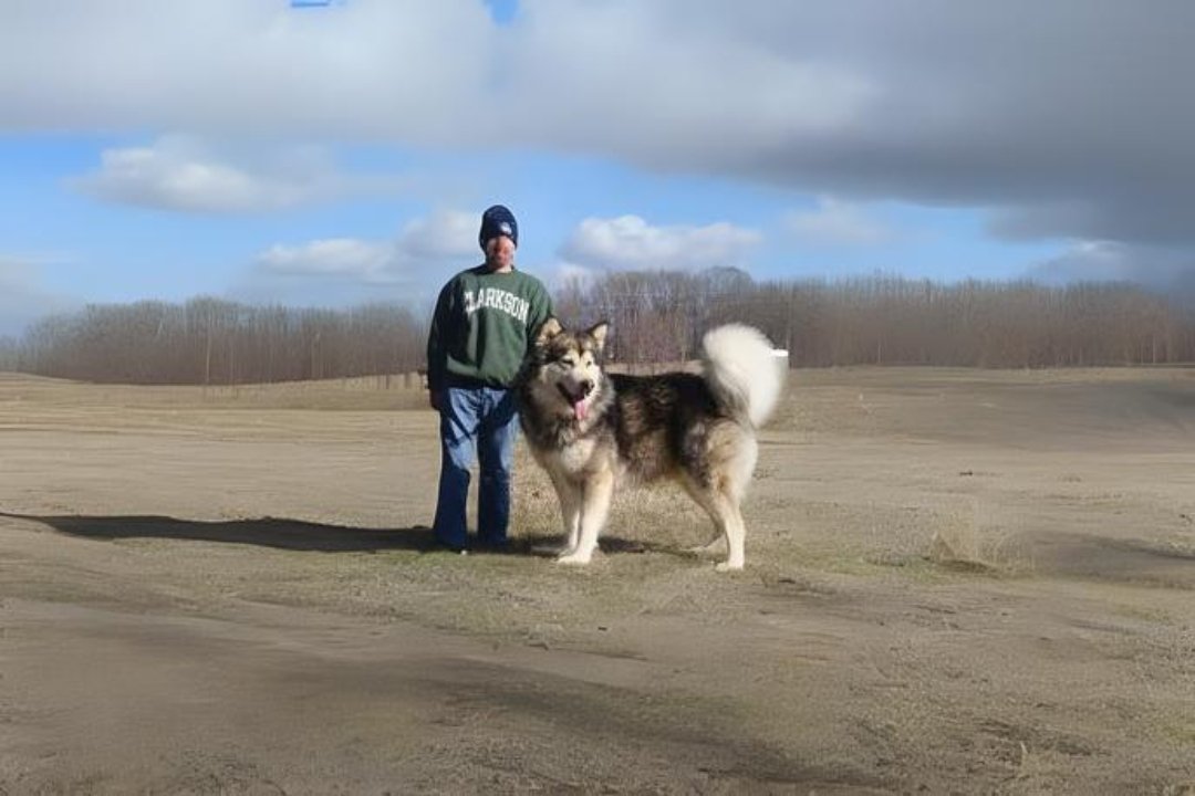 Alaskan Malamute Dogs