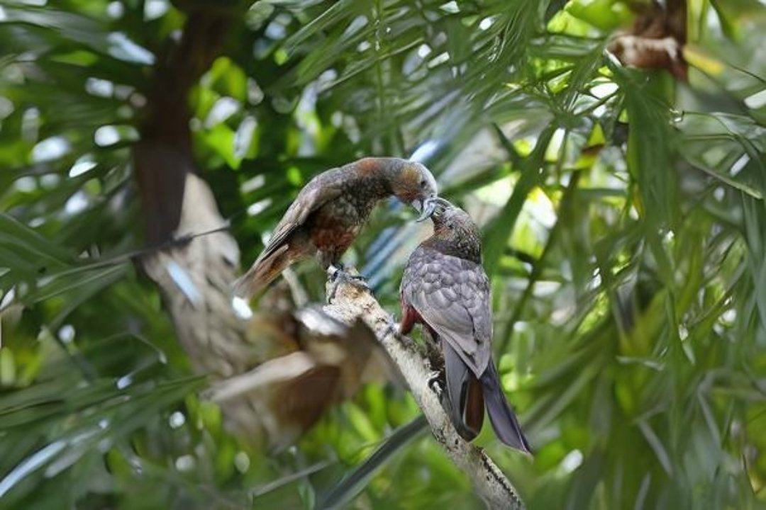 Strigopidae Parrot