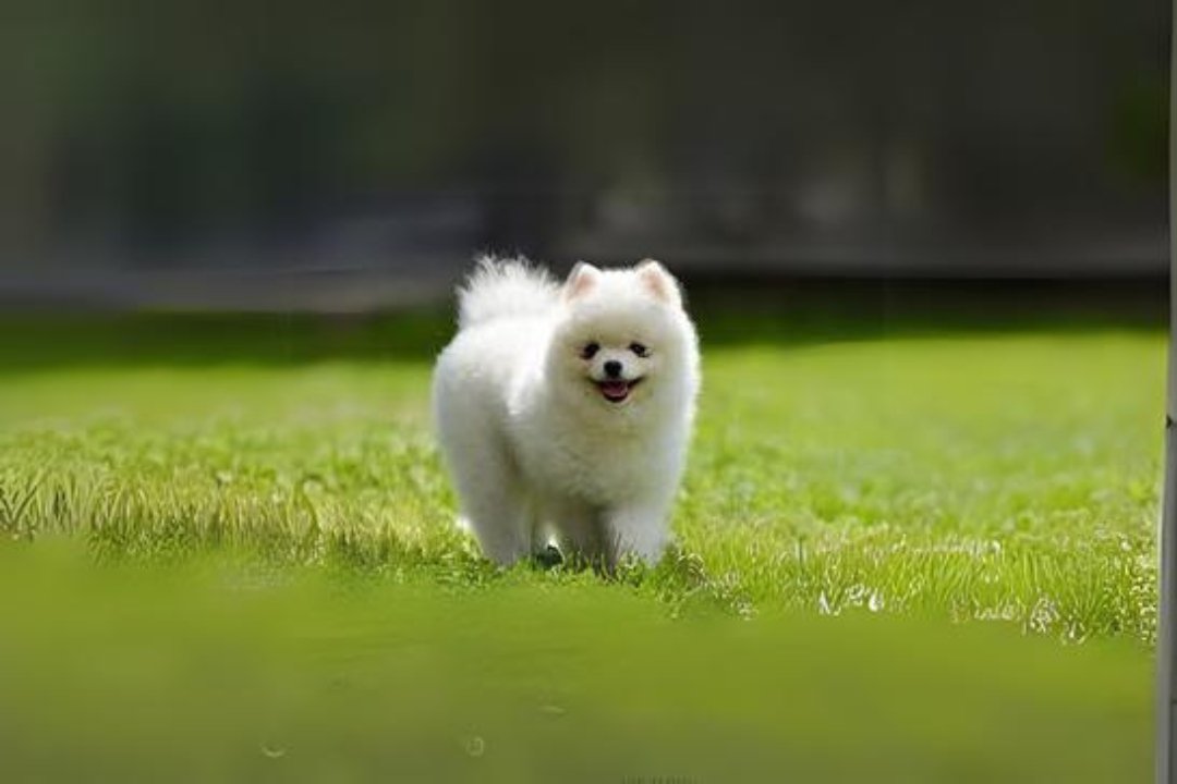 10 best Pomeranian dog