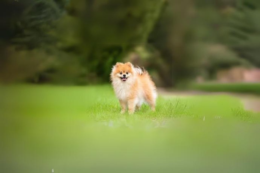 10 best Pomeranian dog