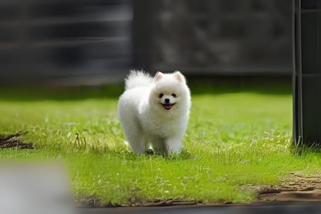 Pomeranian dog