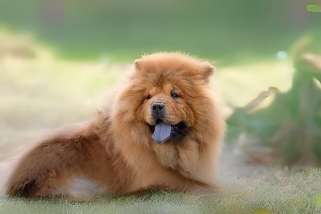 10 best Chow Chow dog 