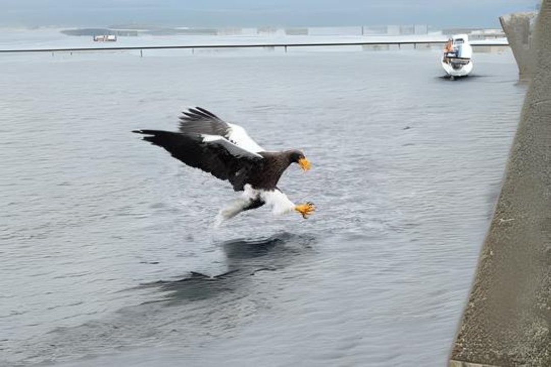 10 best Steller's sea eagle