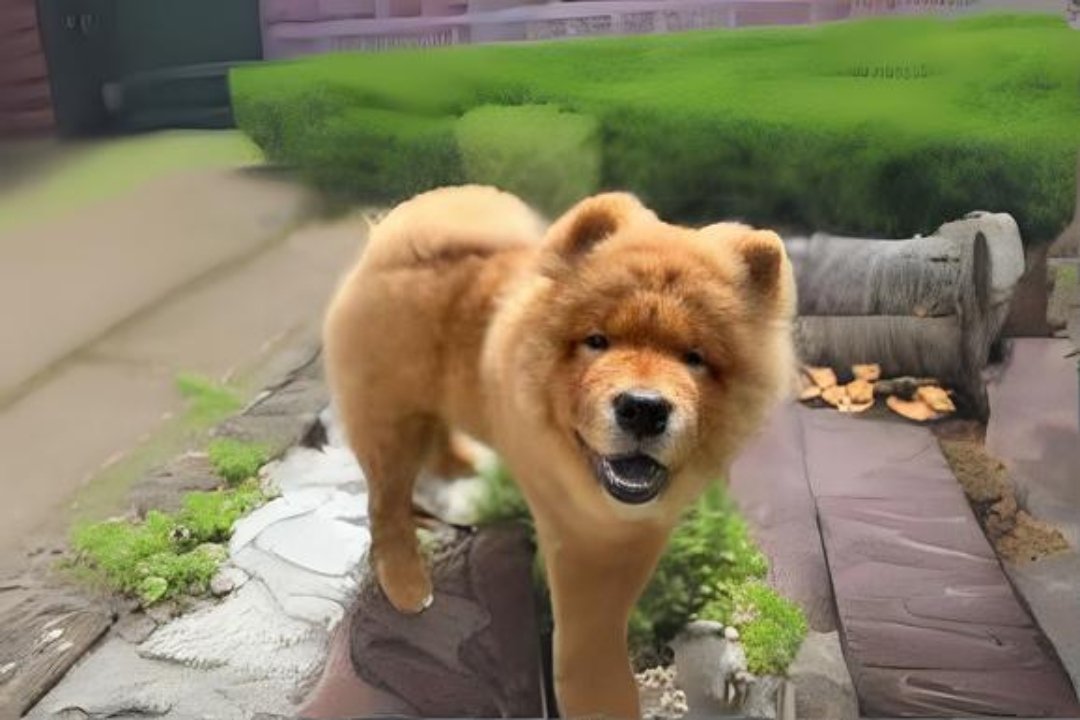 Chow Chow dog 