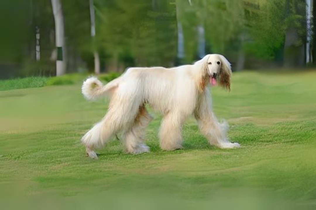 10 best Afghan Hound dog