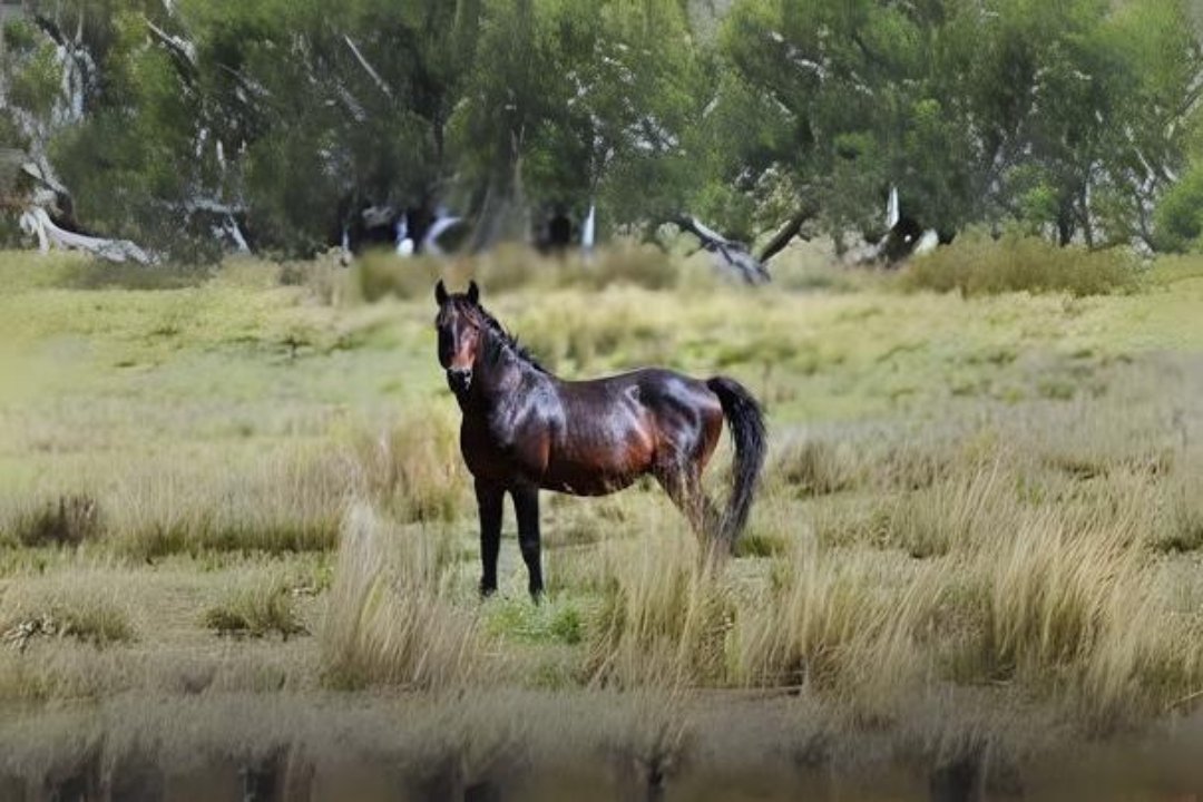 10 best Brumby Horse