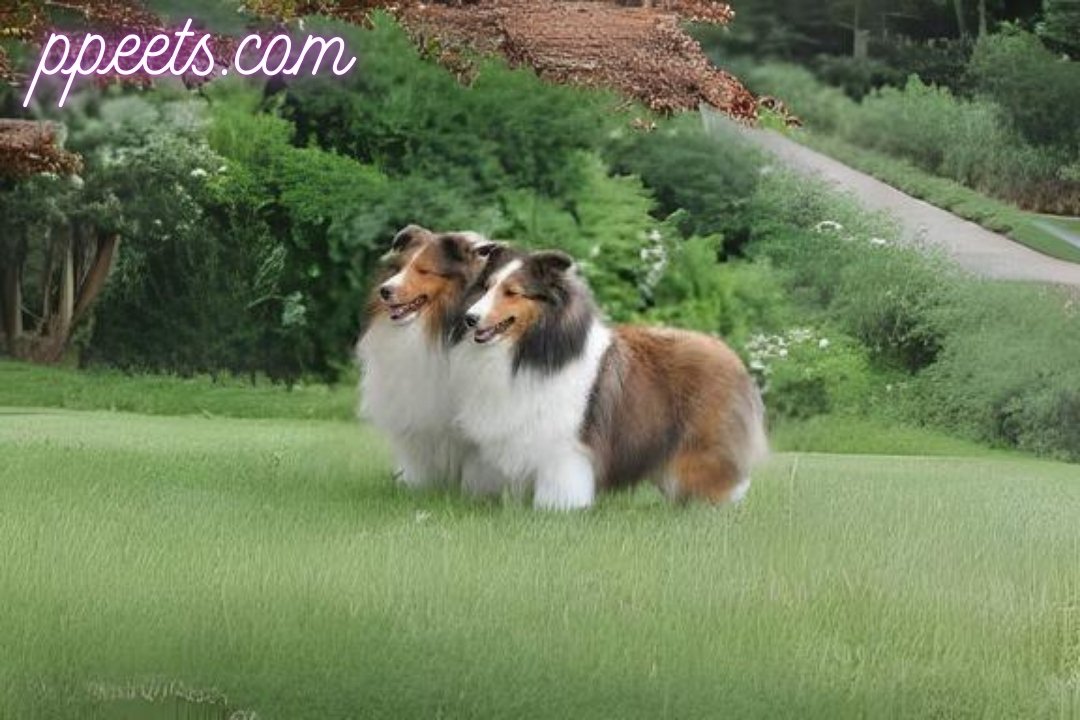 10 best Shetland Sheep dog