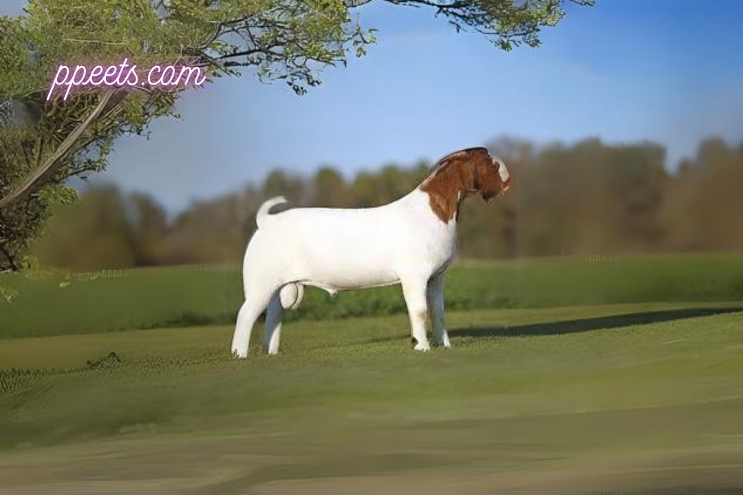 Boer goat