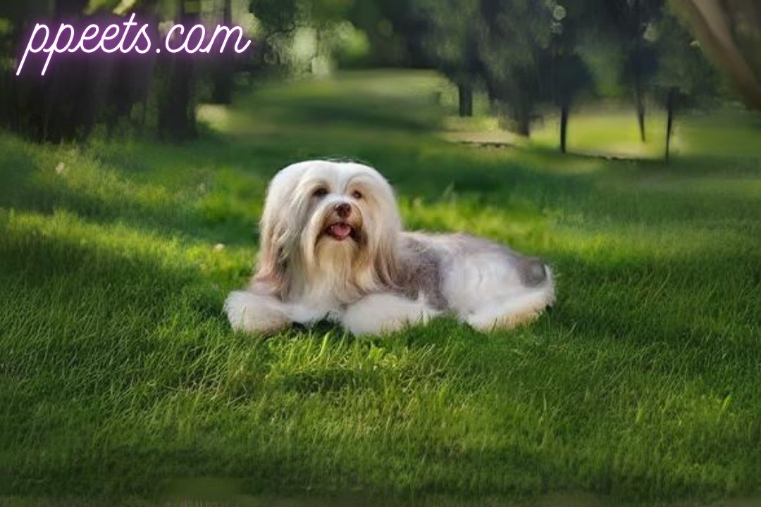 10 best Havanese dog