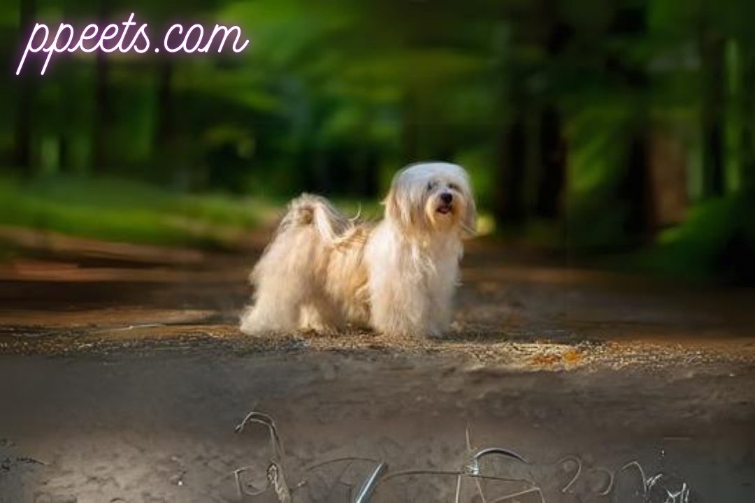 Havanese dog