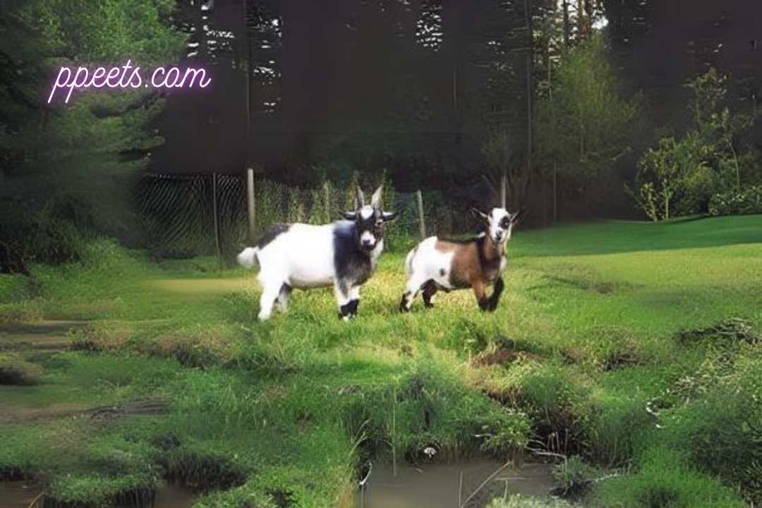 10 best American Pygmy goat