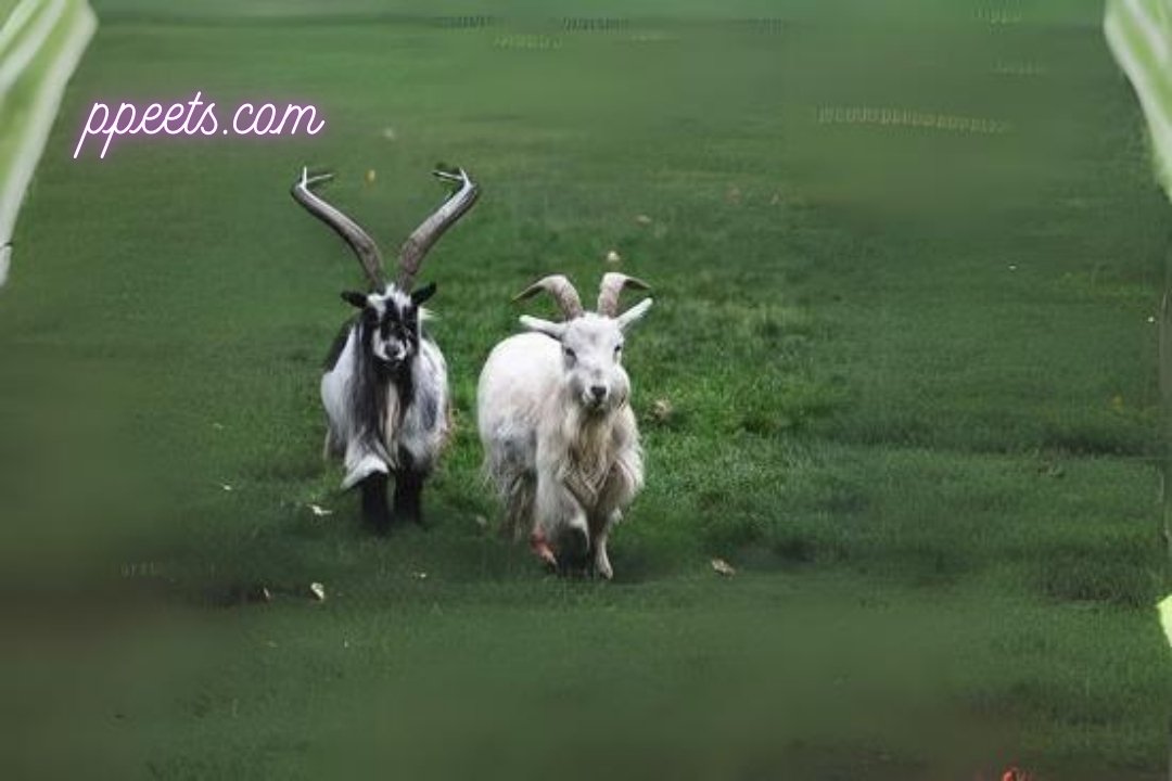 American Pygmy goat