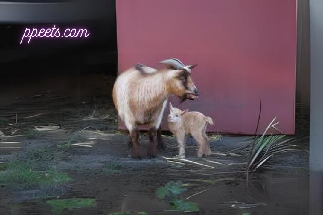 10 best American Pygmy goat