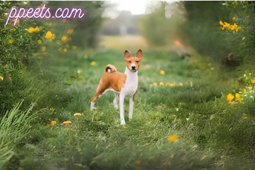 10 best Basenji dog