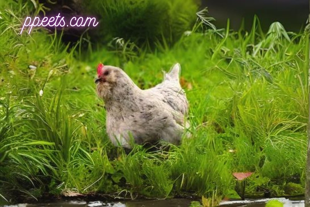 10 best Ameraucana hen