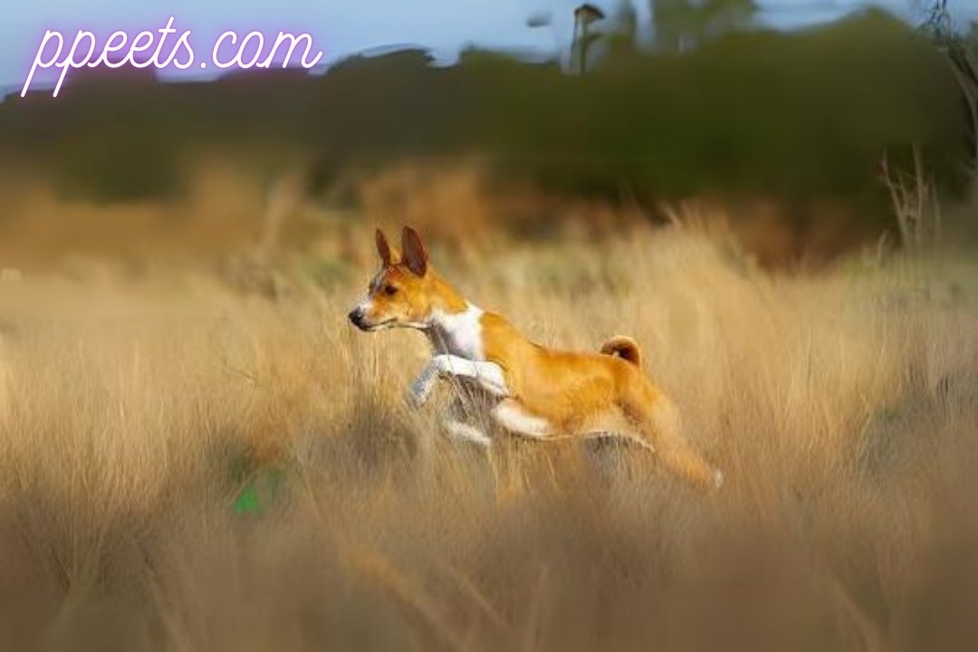 10 best Basenji dog