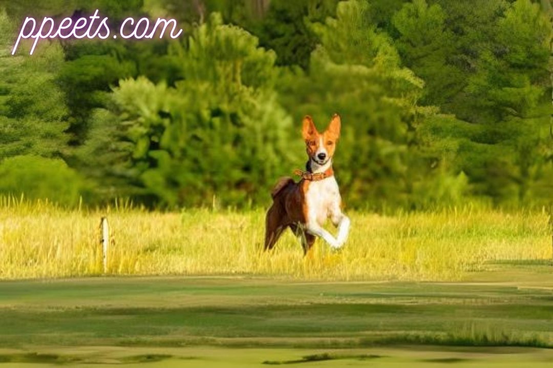 10 best Basenji dog