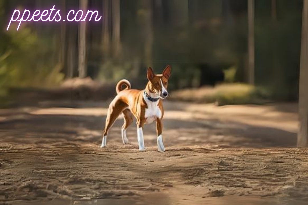 10 best Basenji dog