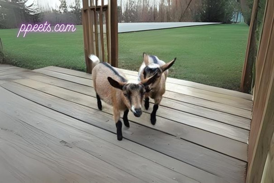 10 best Nigerian Dwarf goat