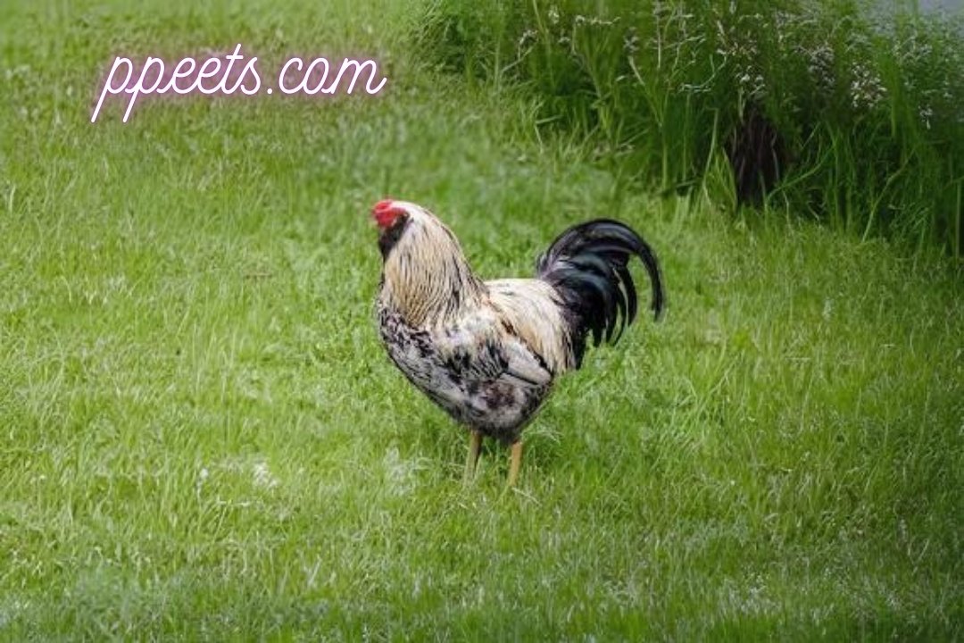 10 best Sussex chicken hen