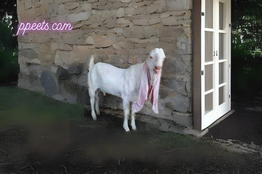 10 best Damascus Goat