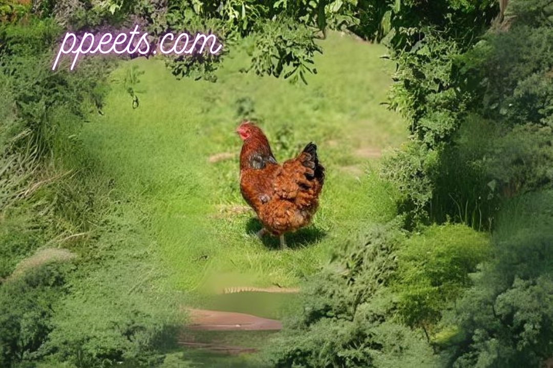 10 best Leghorn chicken hen 