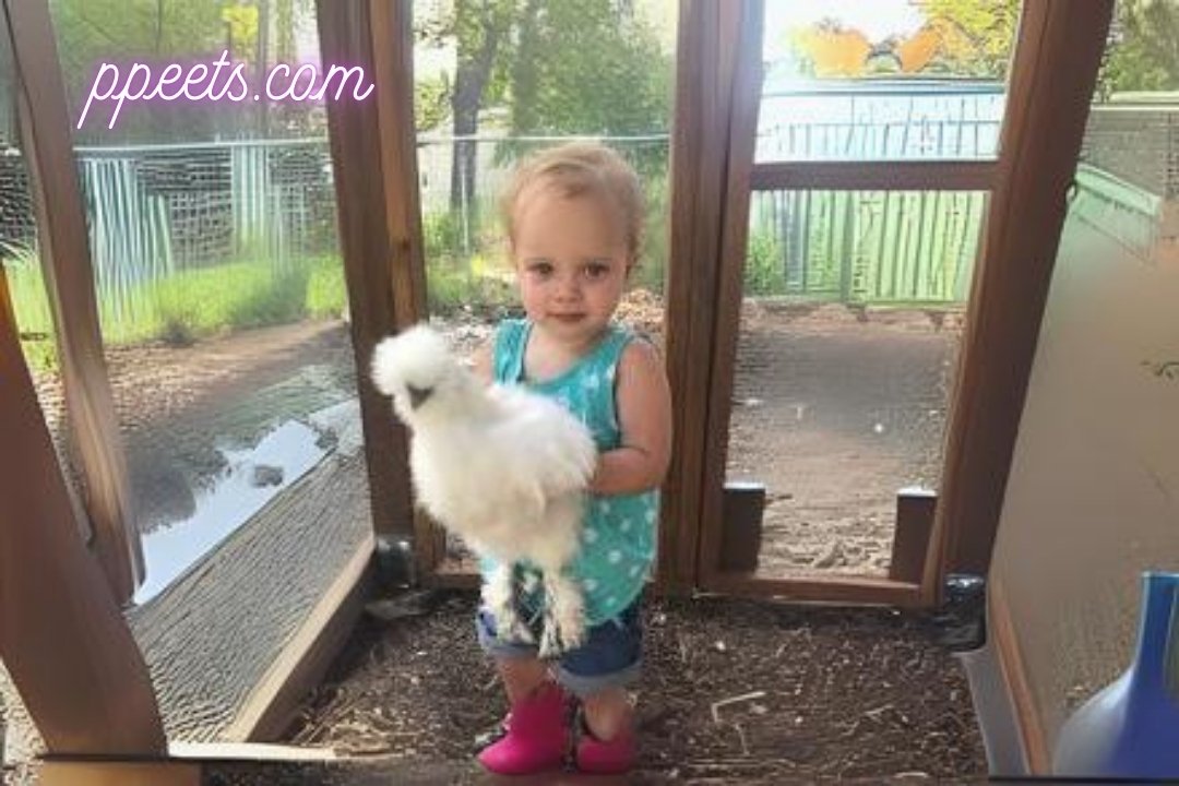 Silkie Hen