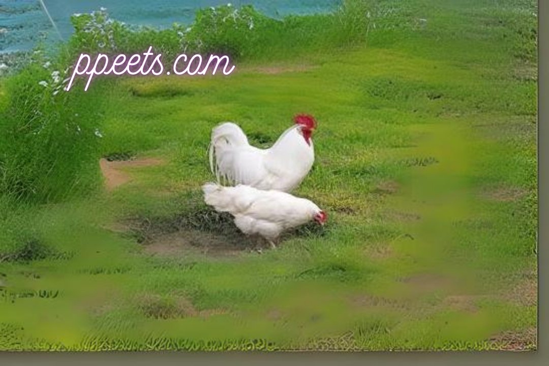 Introduction to the Leghorn chicken hen 