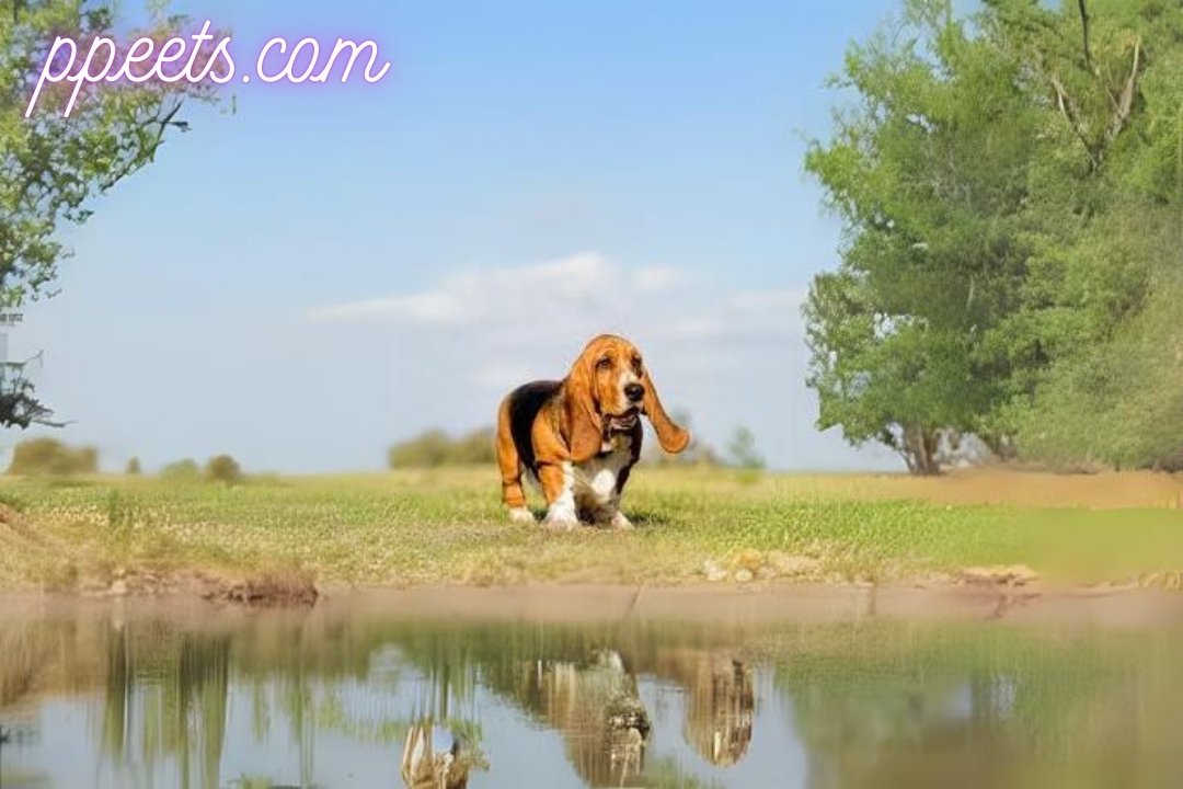 10 best Basset Hound dog