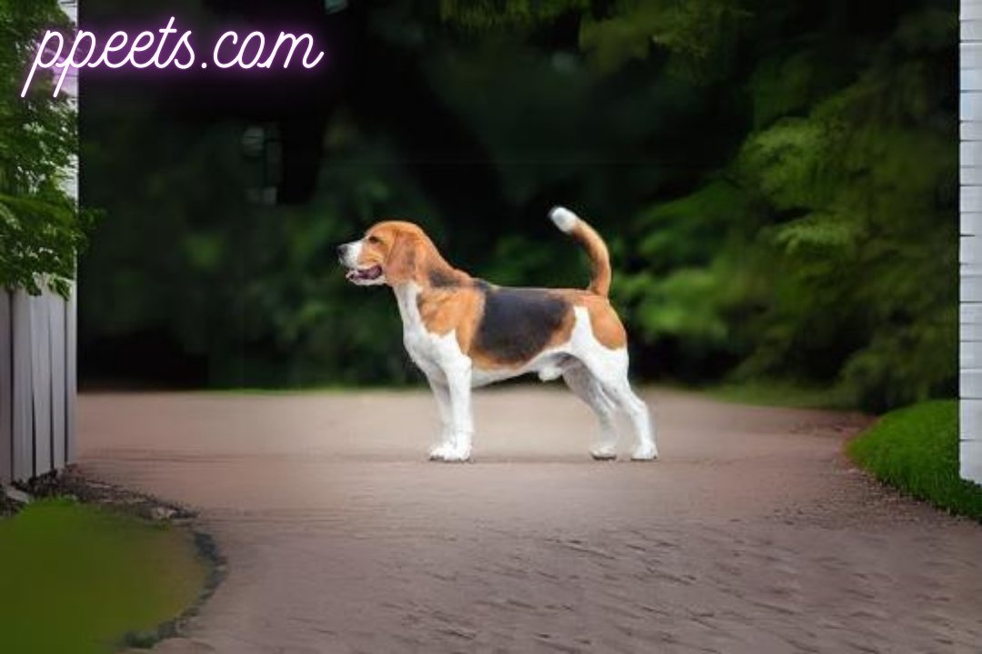 10 best Basset Hound dog