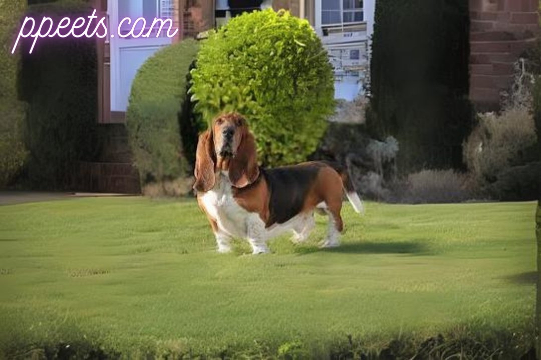 Basset Hound dog