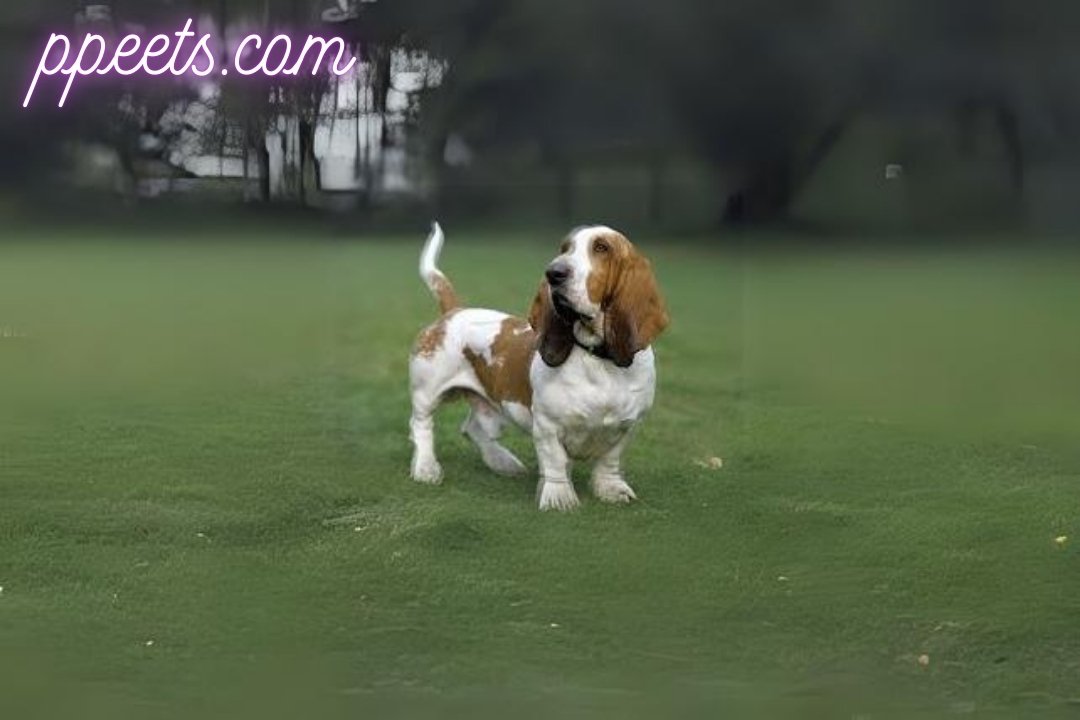 10 best Basset Hound dog