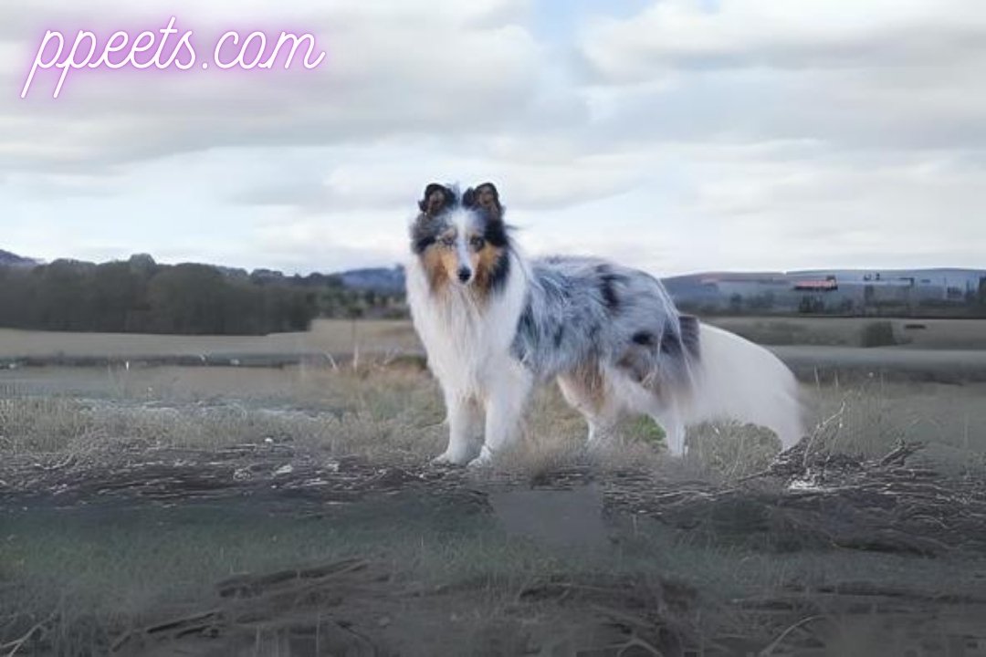 10 best Shetland Sheep dog