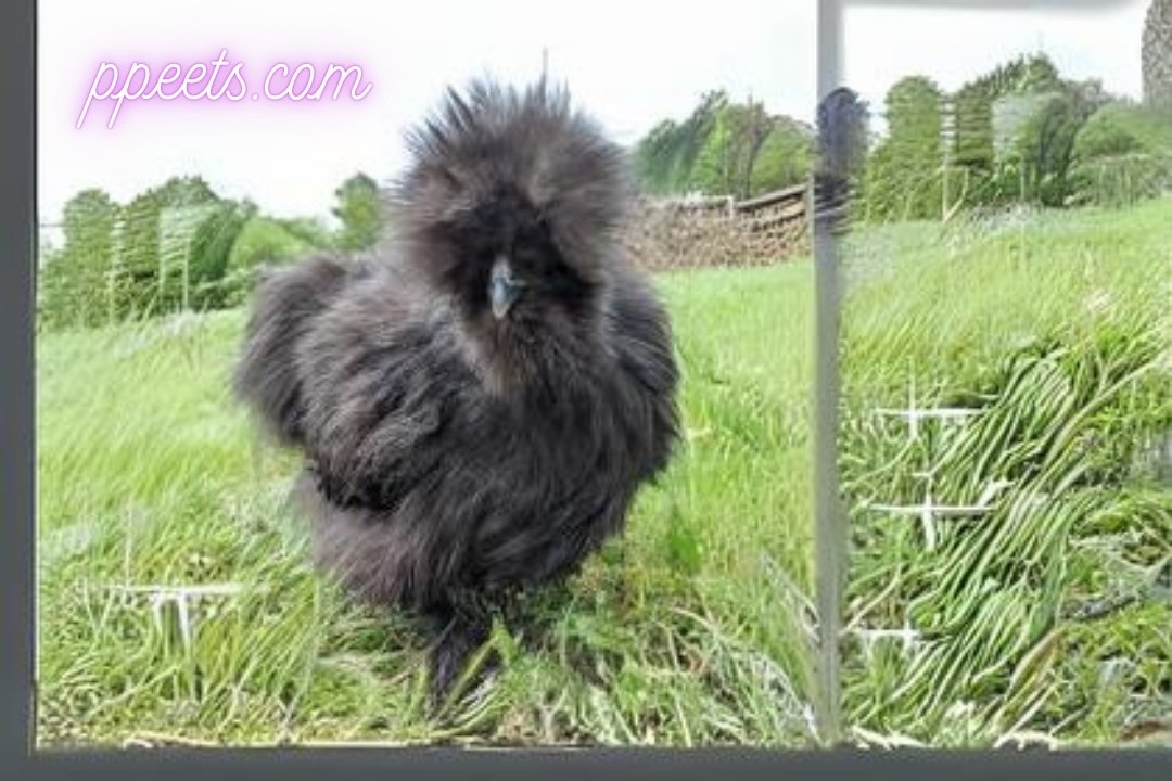 10 best Silkie Hen