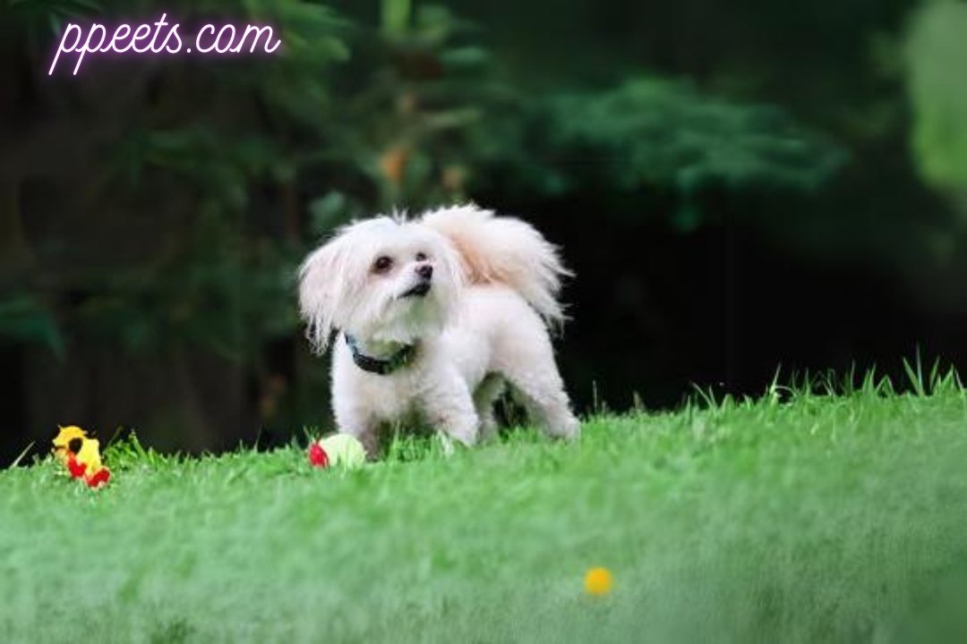 Maltipoo dog 